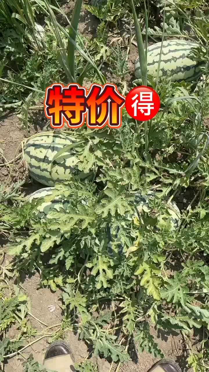 猛虎一号