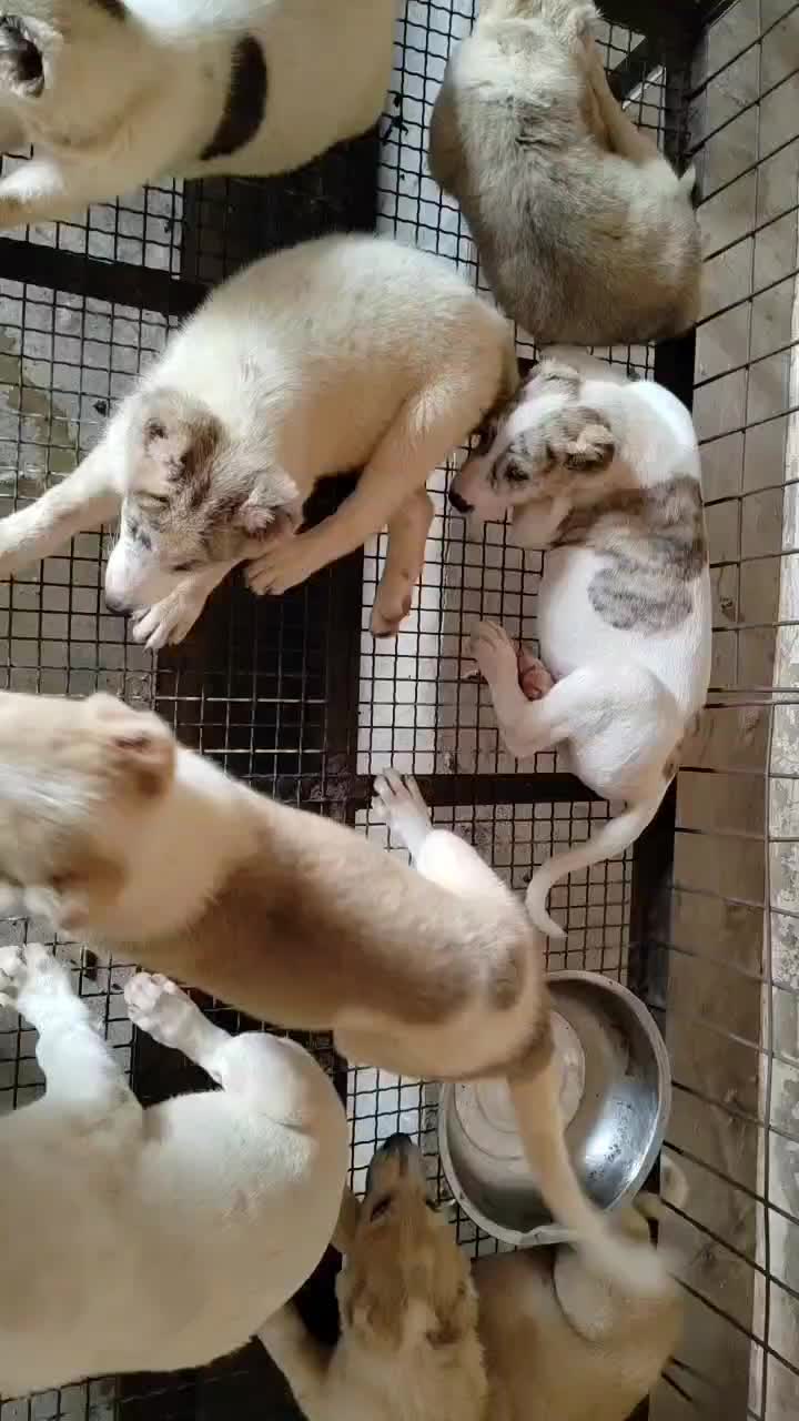 中亚牧羊犬