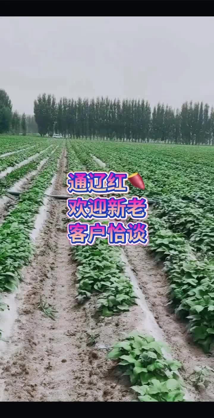 内蒙古，通辽红薯