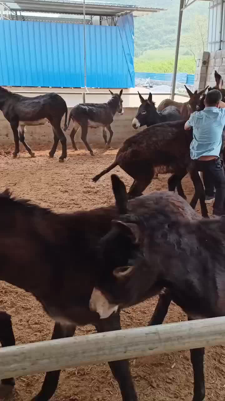 长期供应肥驴