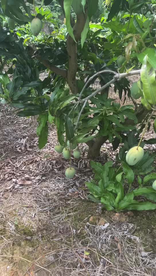 一树下田东芒果台农