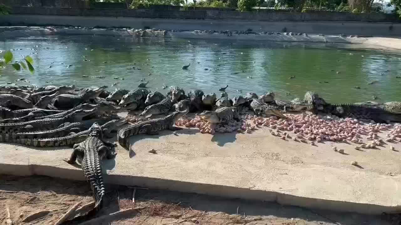 活体鳄鱼今日规格，20-200斤，大量现货，免费代杀