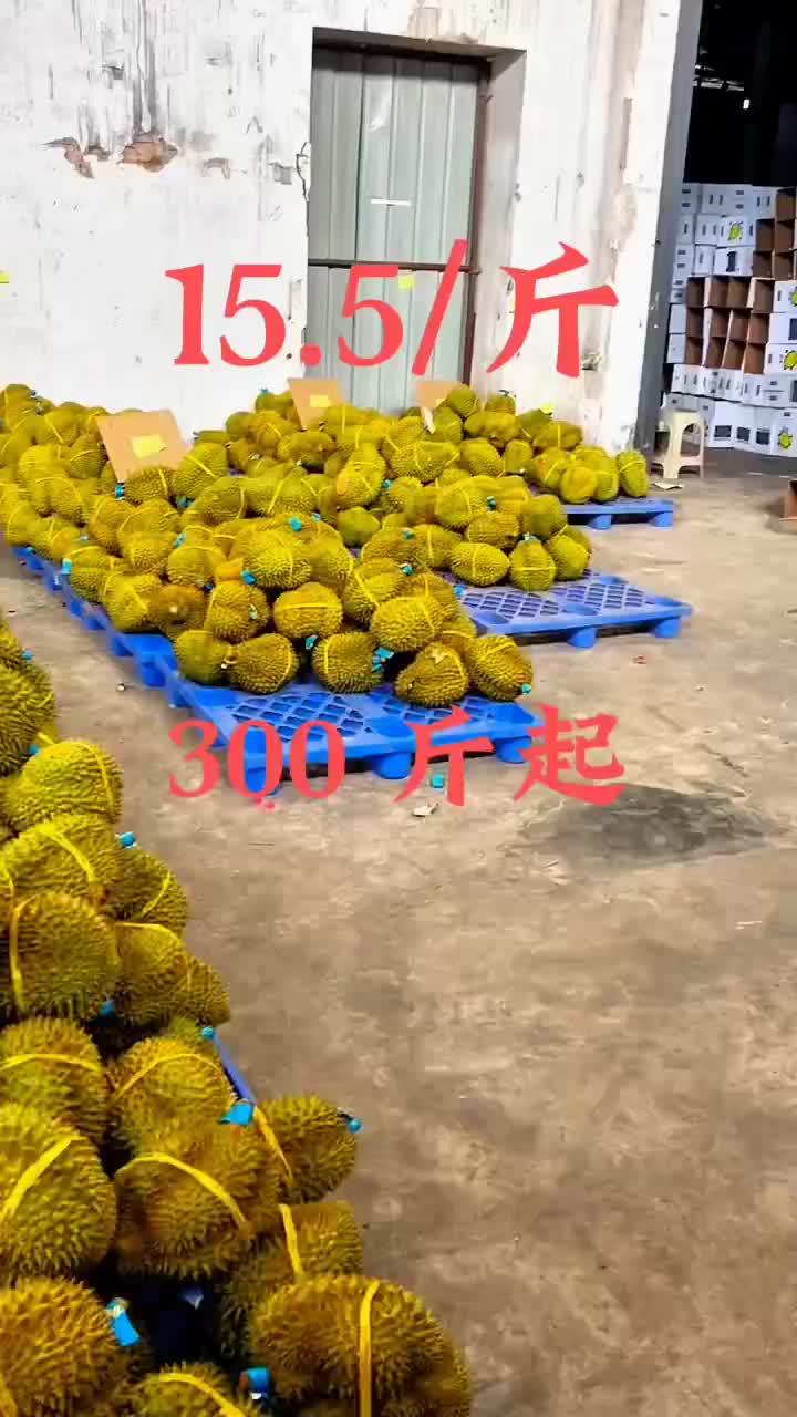 金枕头榴莲