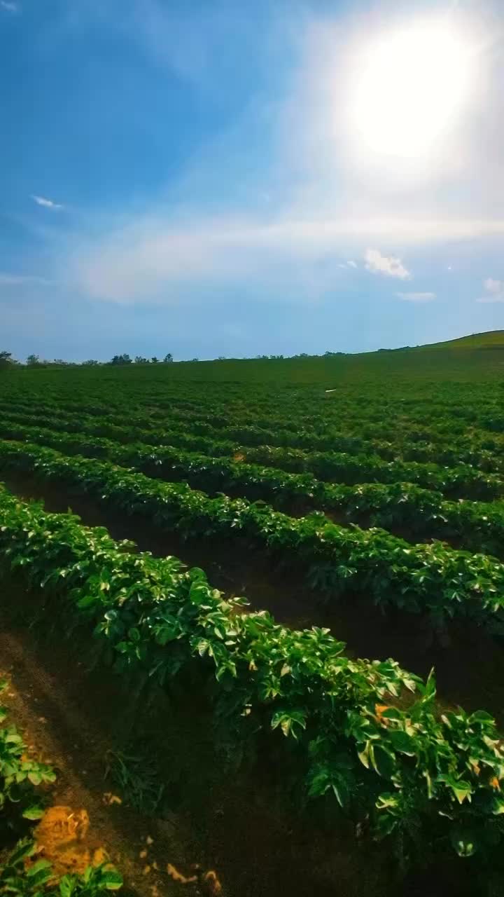 黑土地马铃薯