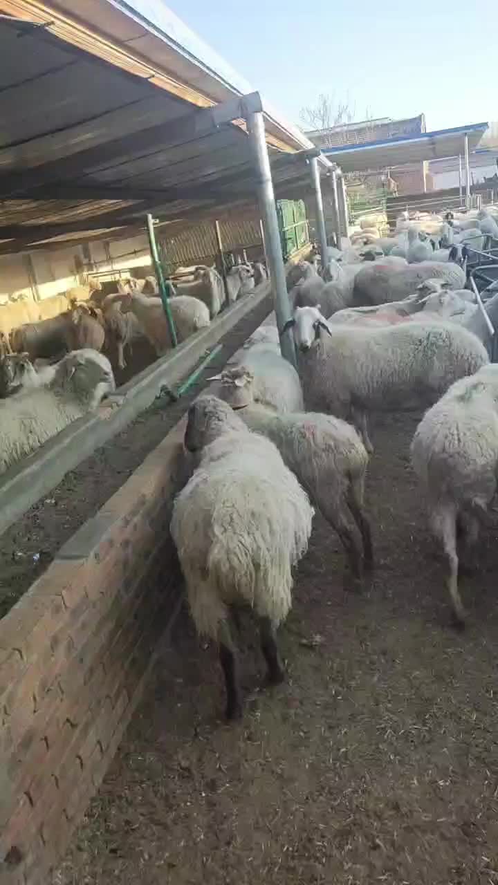 宁夏滩羊