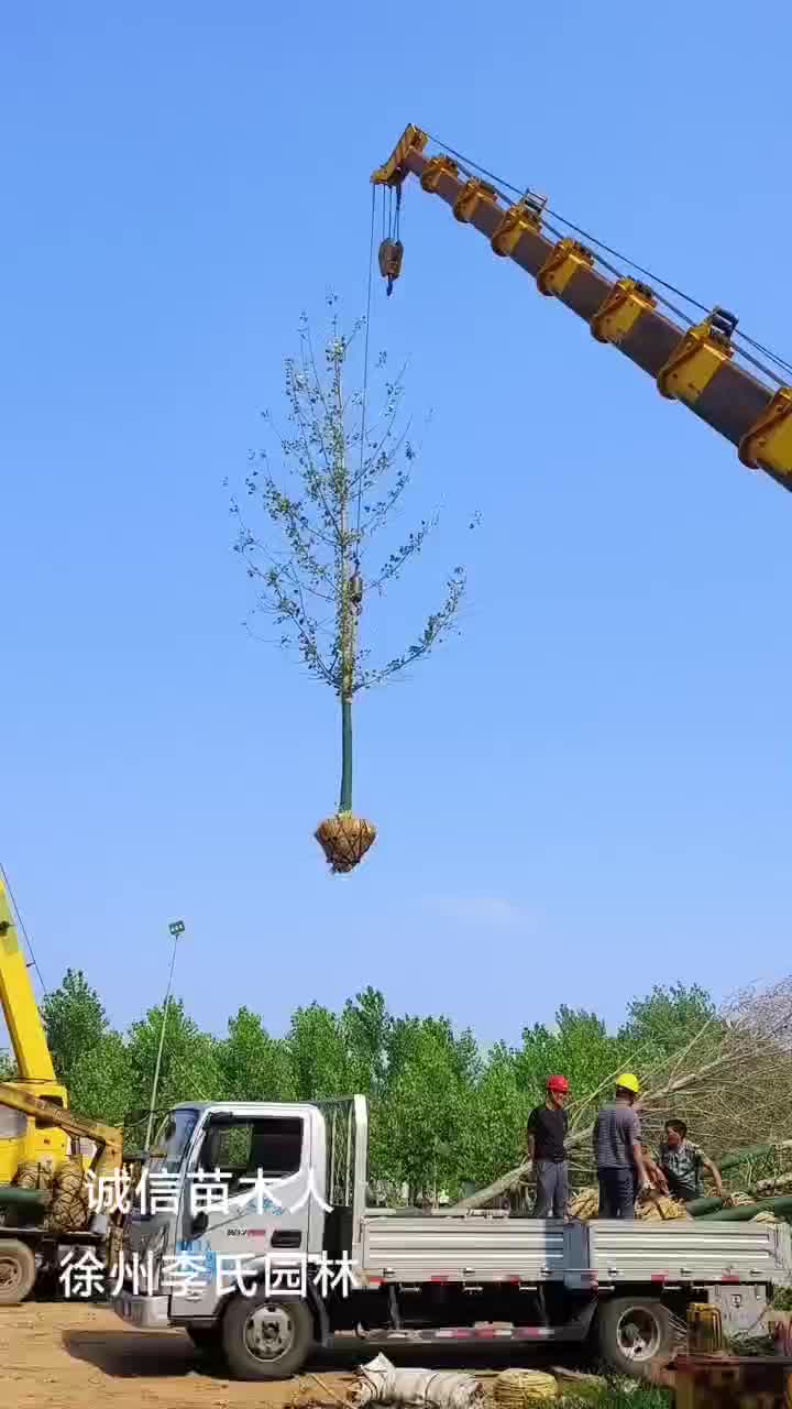 苗圃出售8/40公分精品银杏树基地自产自销