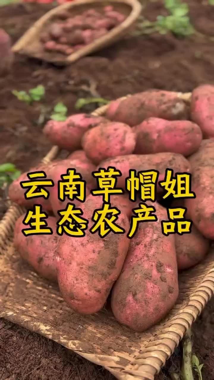 云南青薯9号，高海拔生长周期长。