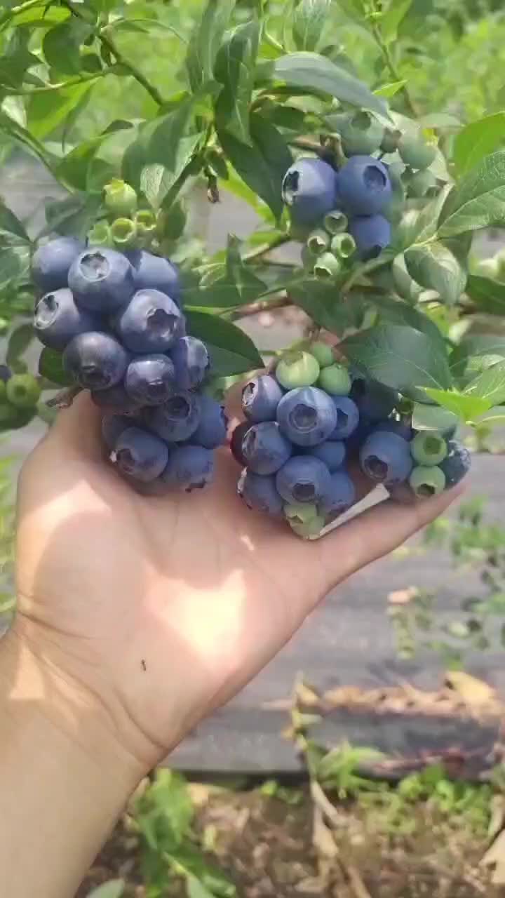 吉林省白山市靖宇县蓝莓