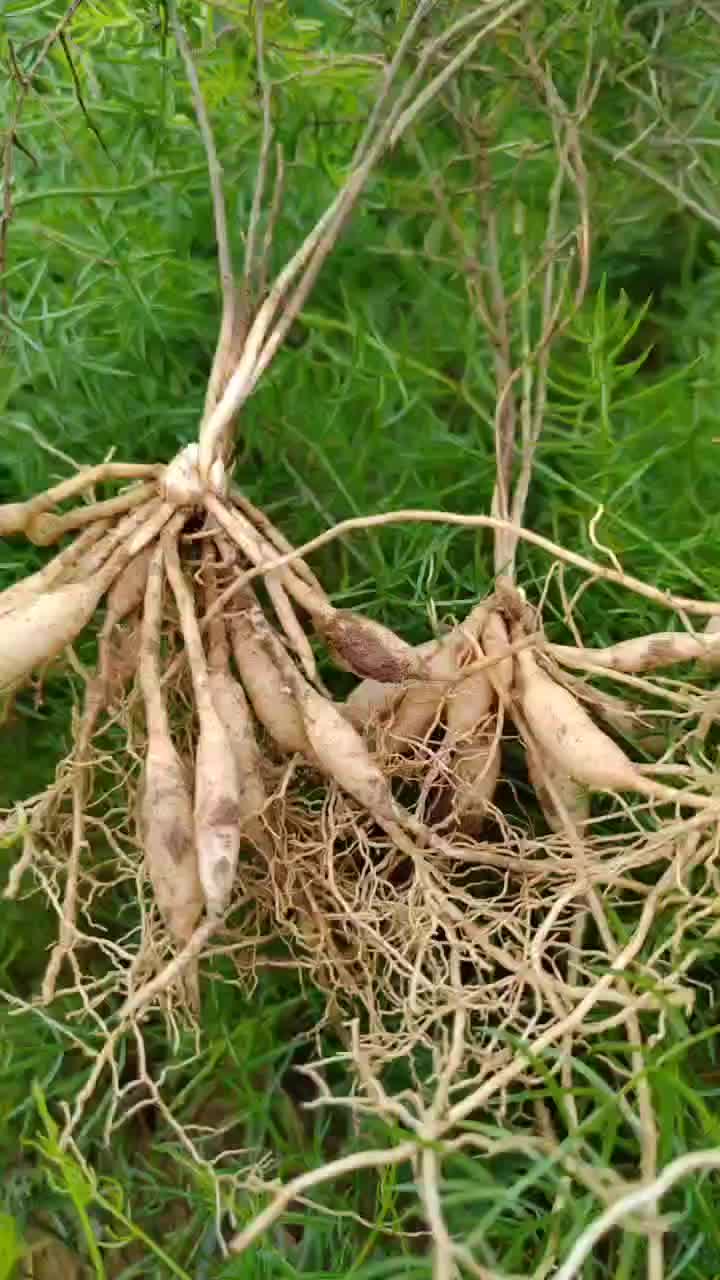 大量优质大天冬苗，质量保证，场地直发，成活率高，起苗中