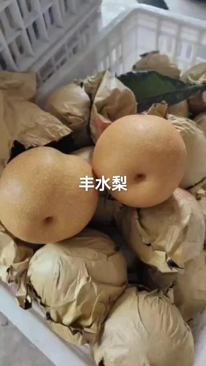 圆黄梨个头大，味道甜