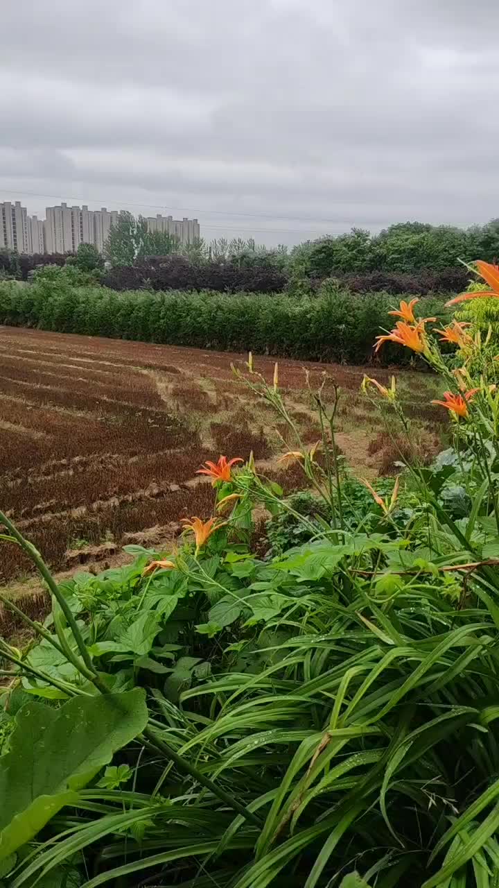 上万颗白皮松，出售