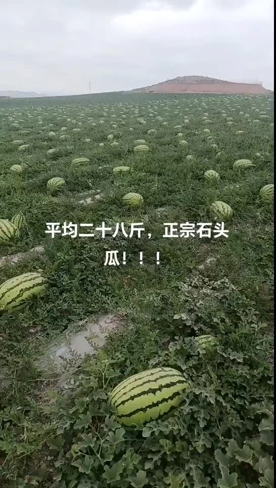 宁夏中卫石头瓜