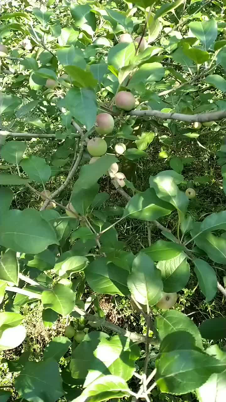 云南红河西北勤苹果