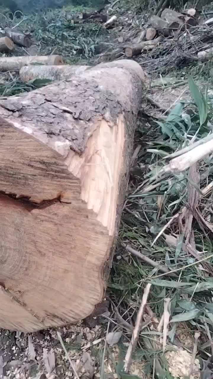 金丝楠木木材