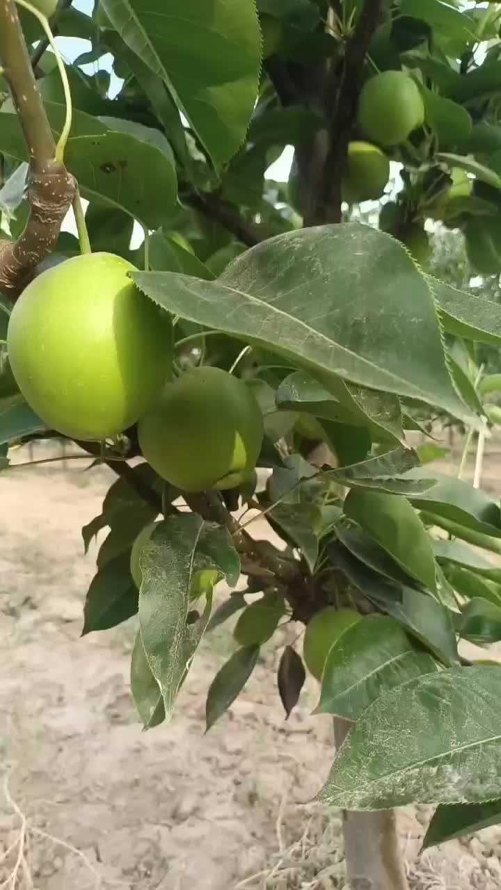 酥脆1号梨，糖度12