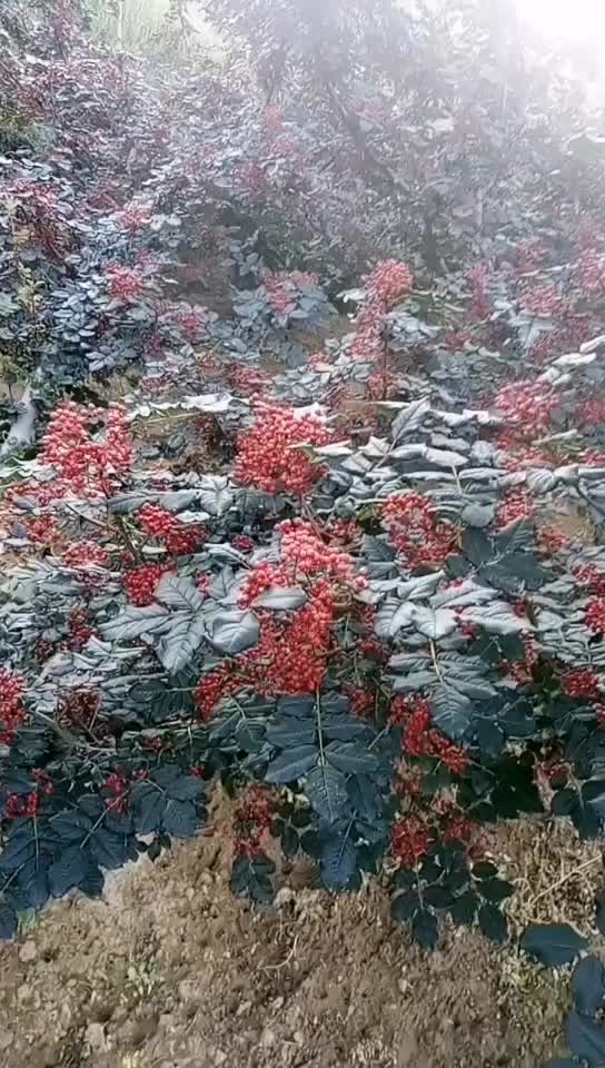 甘肃省大红袍花椒