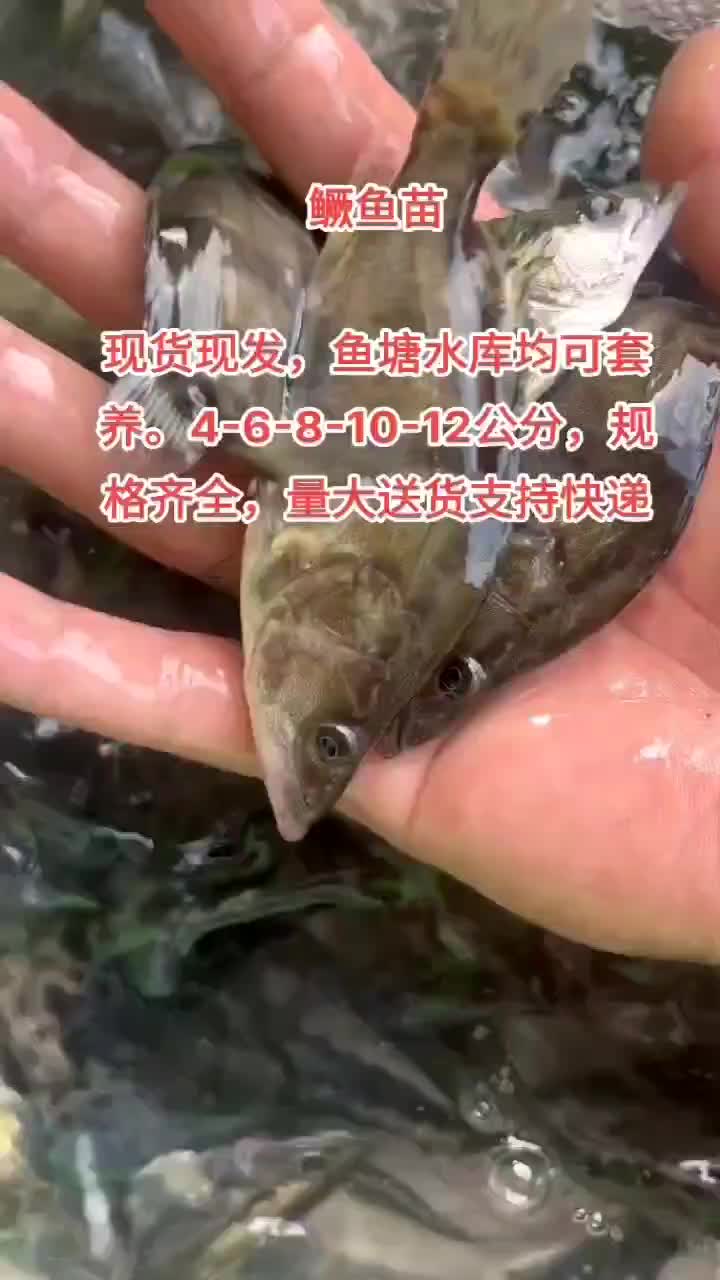 鳜鱼苗，大小规格齐全