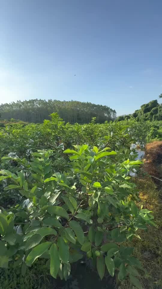 四季香白心番石榴