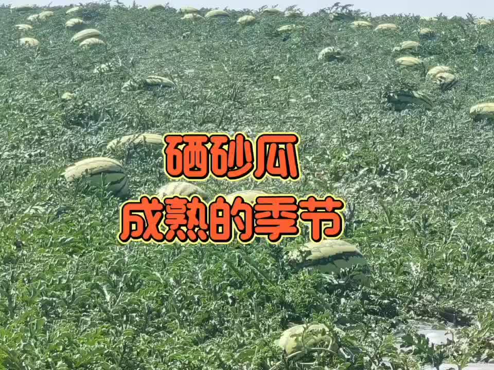 瓜果飘香，硒砂瓜成熟的季节