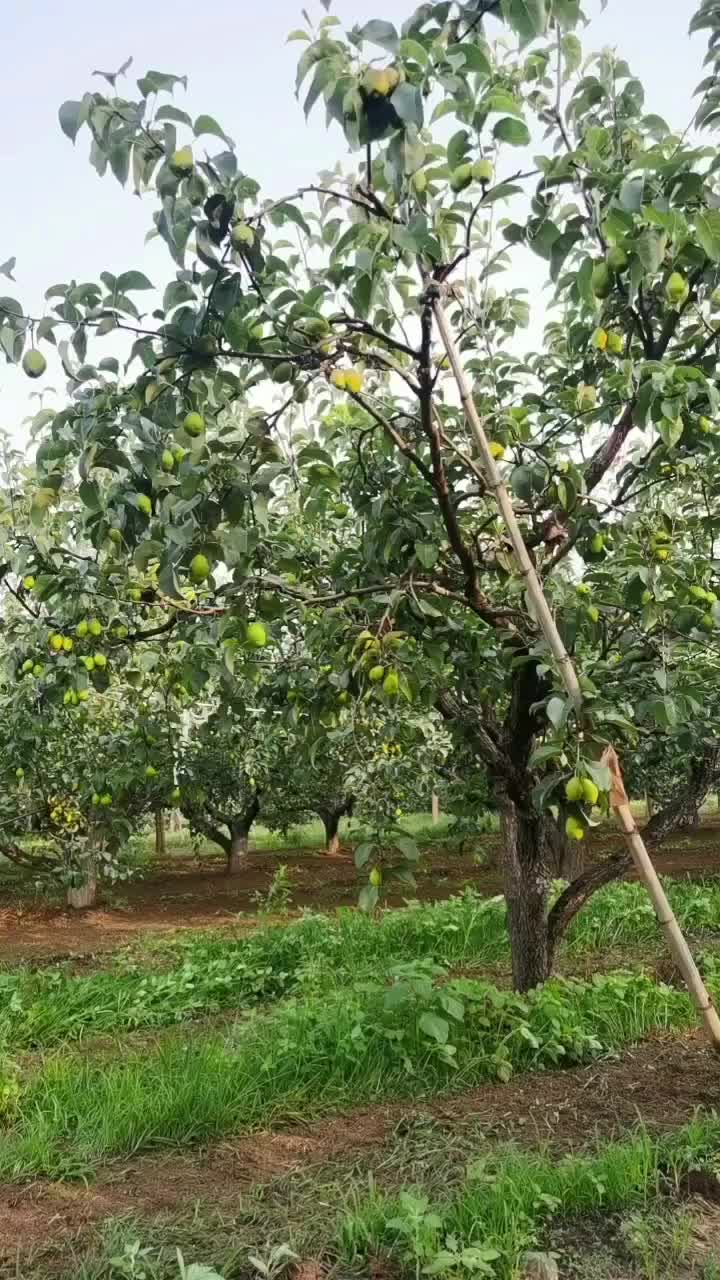 红香酥梨