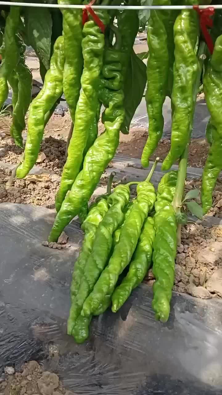 螺丝椒苗线椒苗朝天椒苗基地直发，大量现货