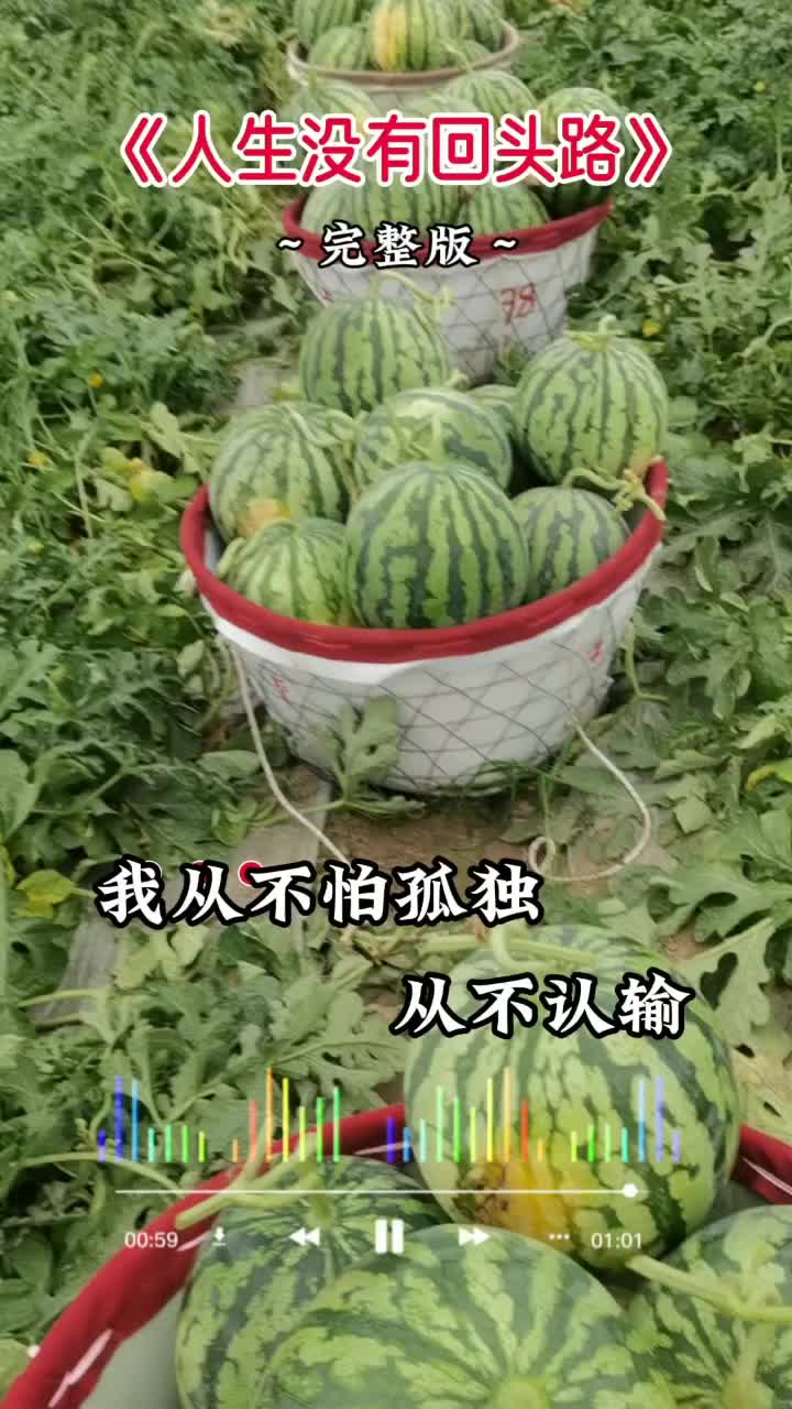 江苏盐城西瓜