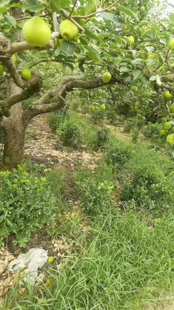 早酥梨