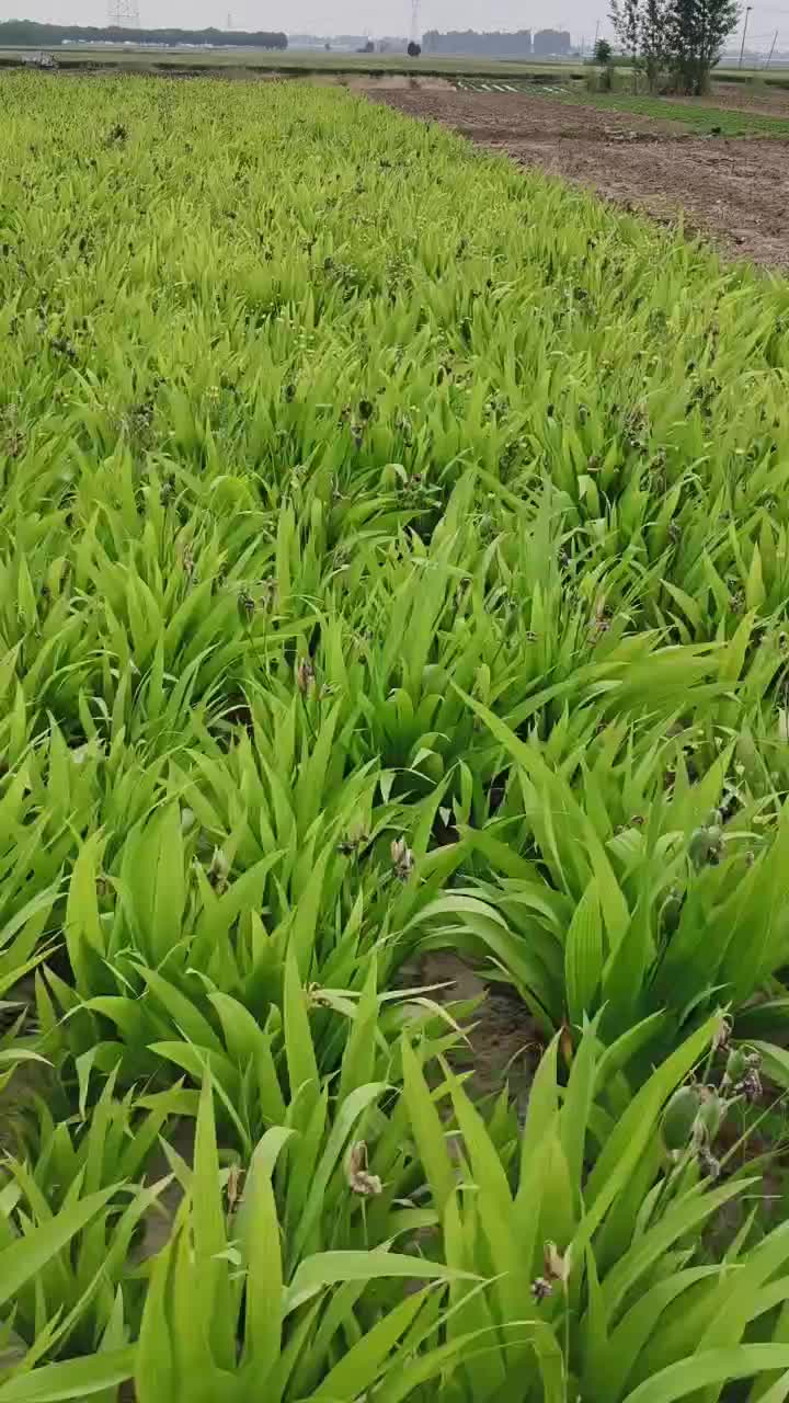 蓝花鸢尾，蝴蝶鸢尾蓝蝴蝶