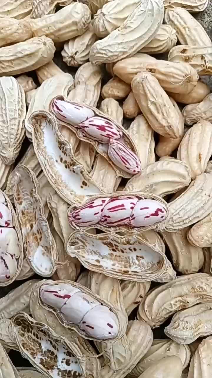 七彩花生🥜