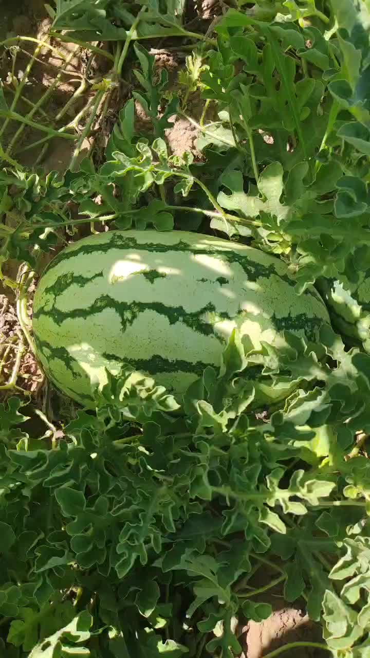 内蒙小白皮宁夏石头瓜