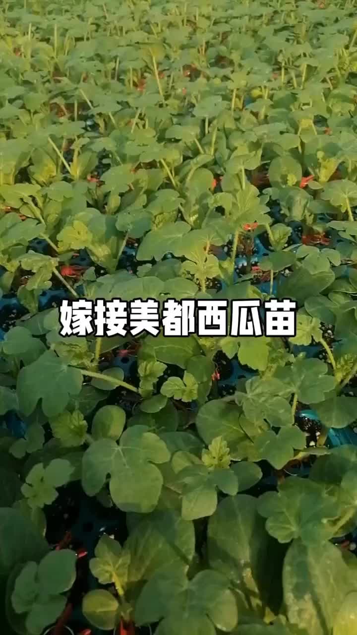 嫁接美都西瓜苗，支持全国发货，量大从优