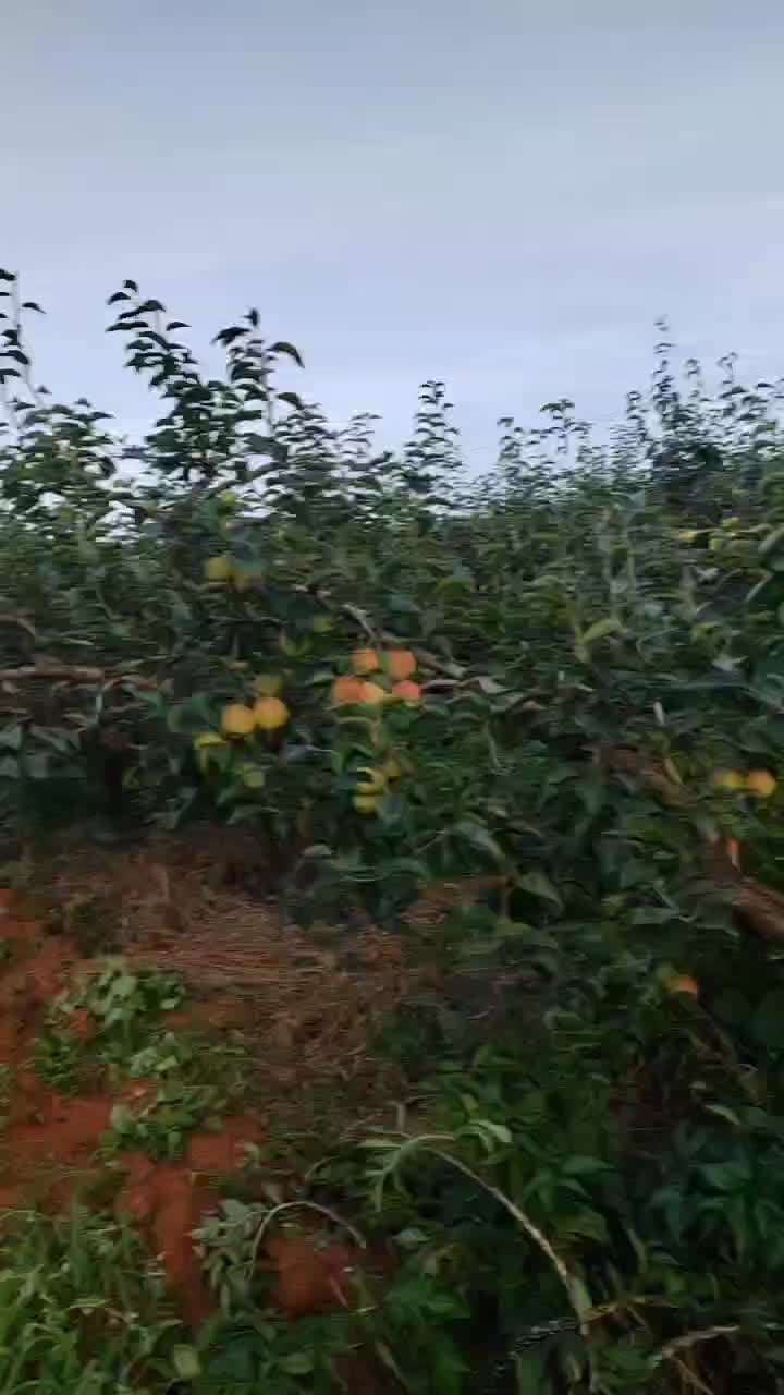 红梨美人酥酸甜味和满天红大量上市，有需要的老板咨询