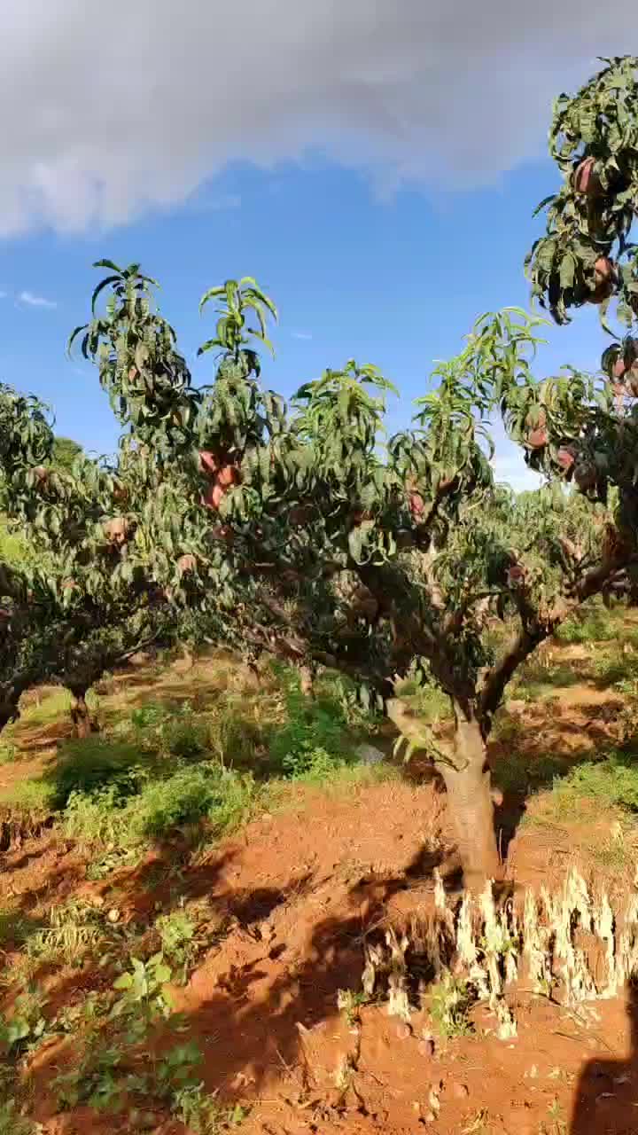 泸西最后一茬桃即将上市