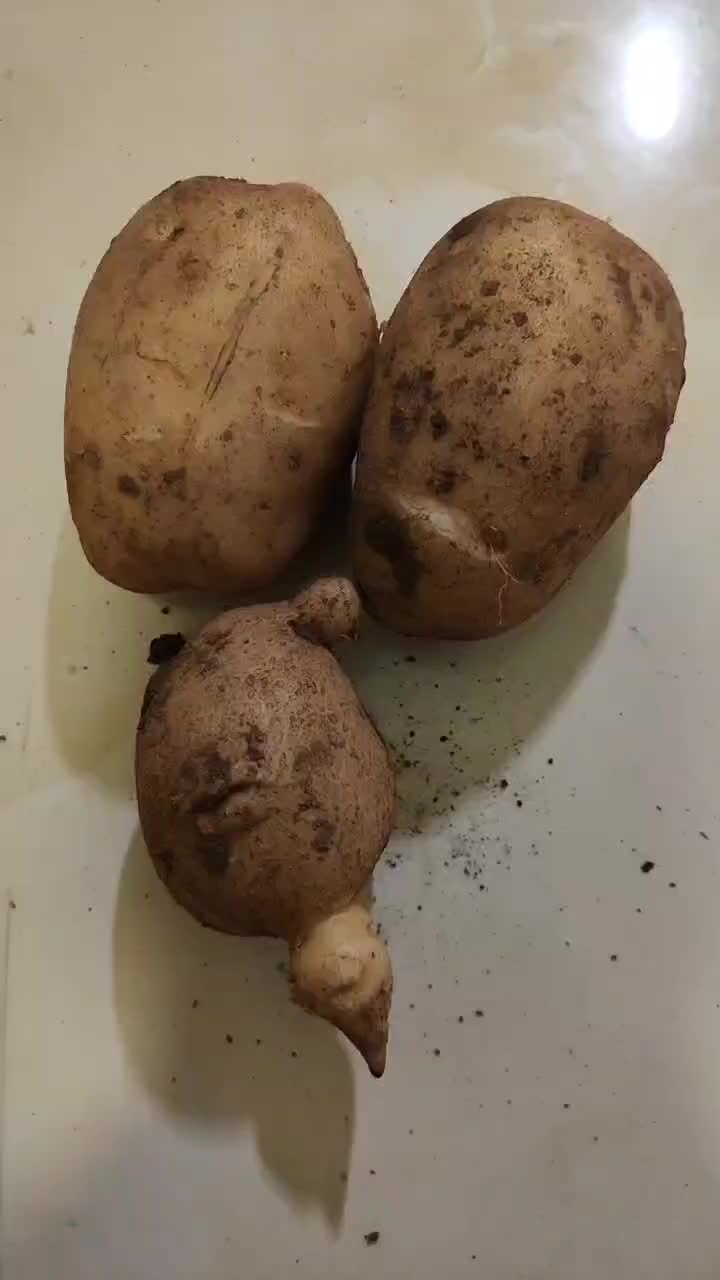 希森六土豆。