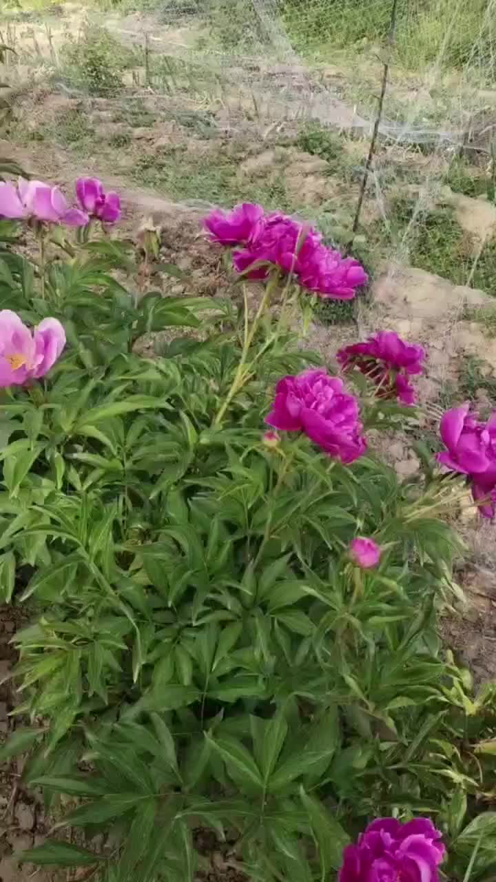 芍药籽大量现货，需要的我，价格当面商议