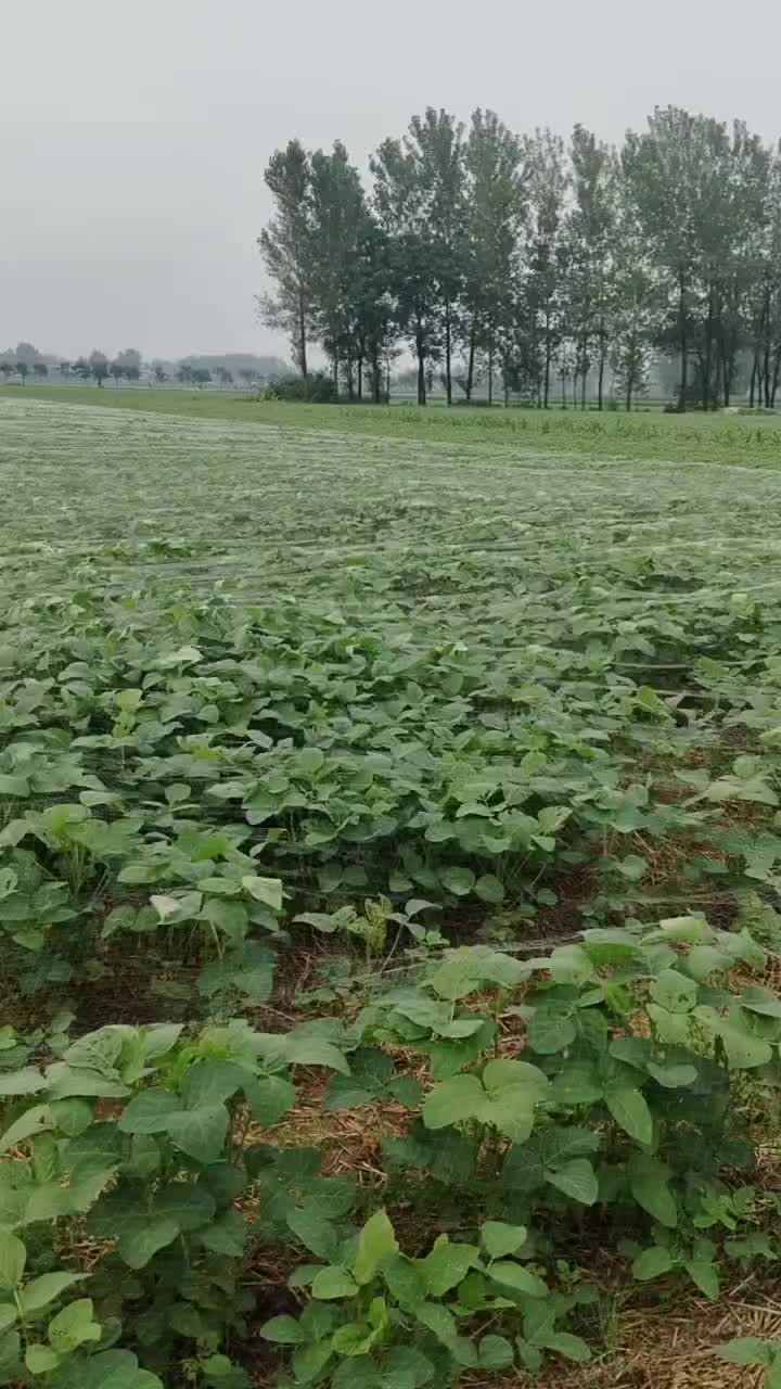 20天以后大量上市