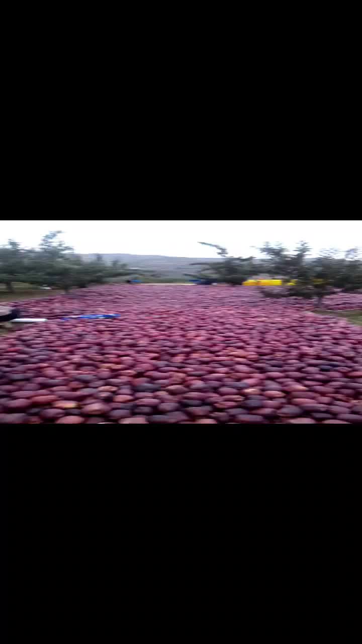 甘肃天水高山花牛苹果