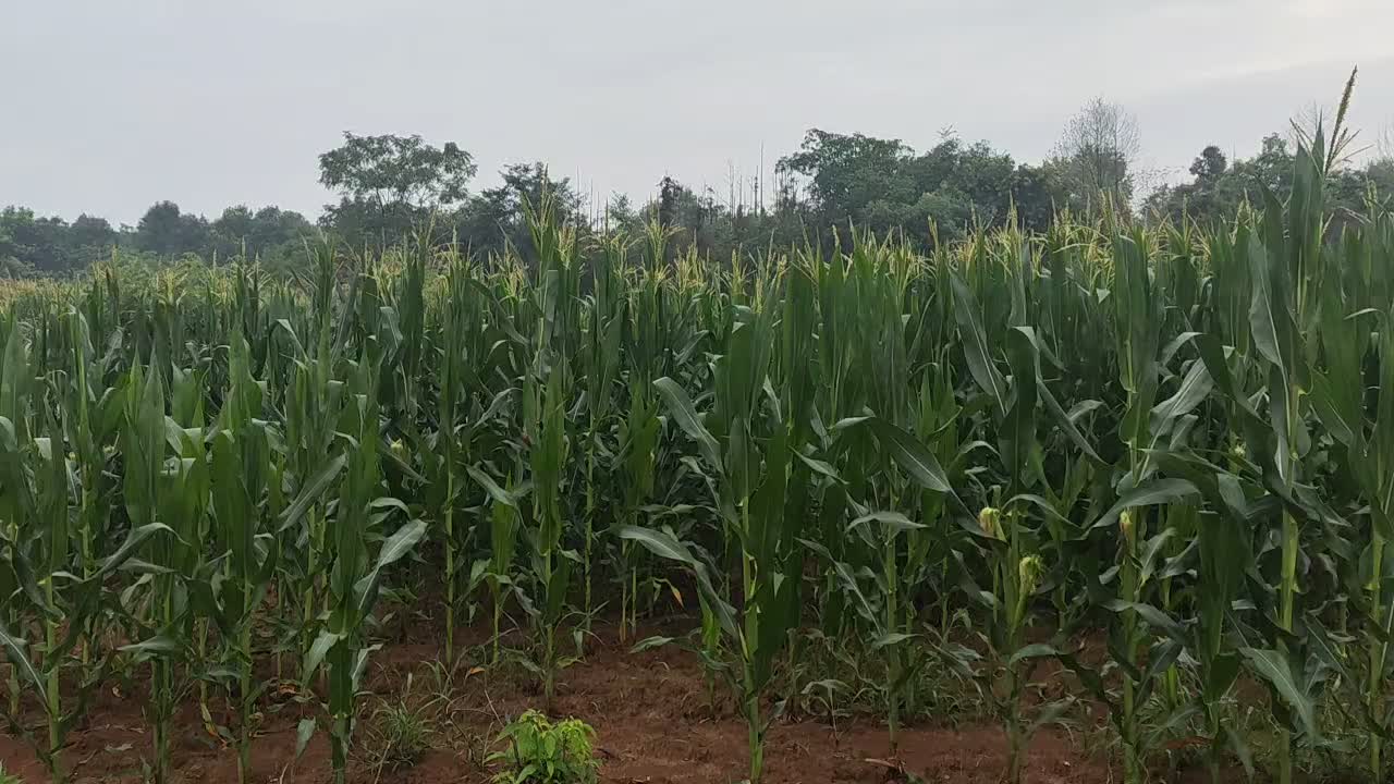 湿玉米籽