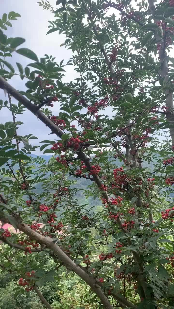 大凉山高山红花椒