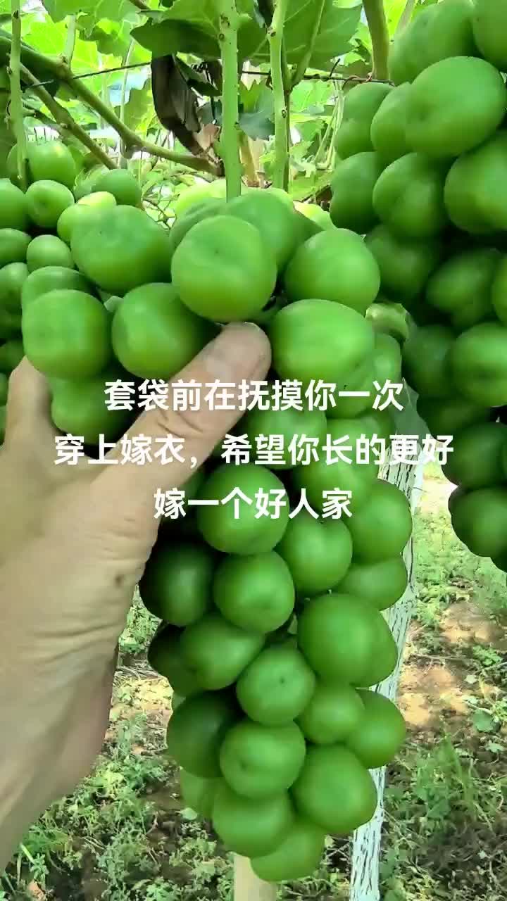 阳光玫瑰