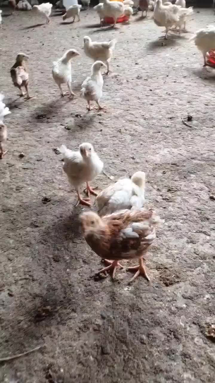 散养鸡