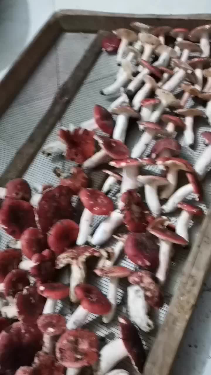 河南野生菌菇