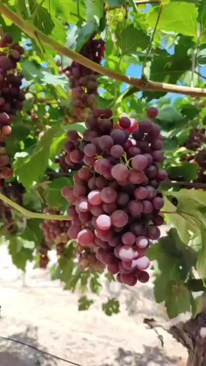 石河子弗雷葡萄（玻璃翠）