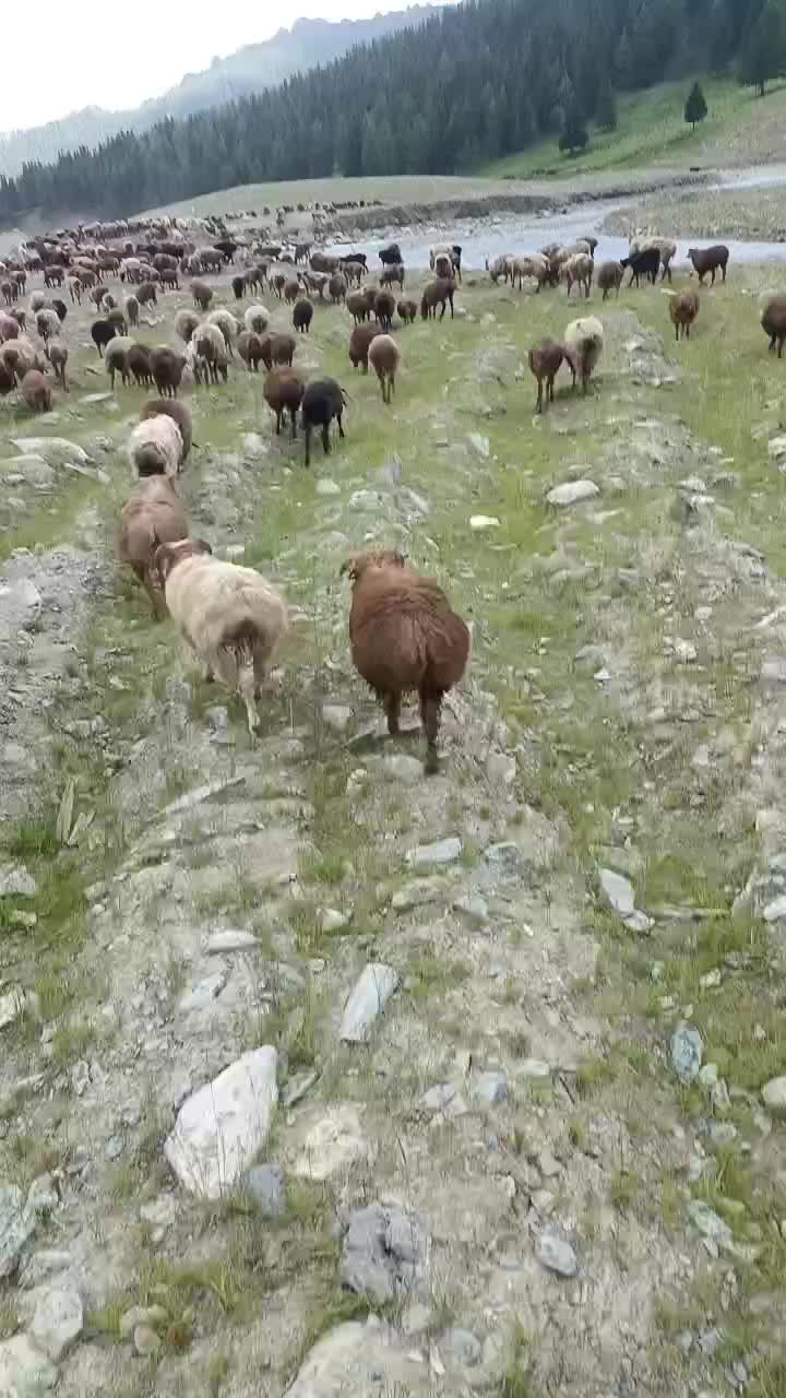 新疆阿勒泰绵羊
