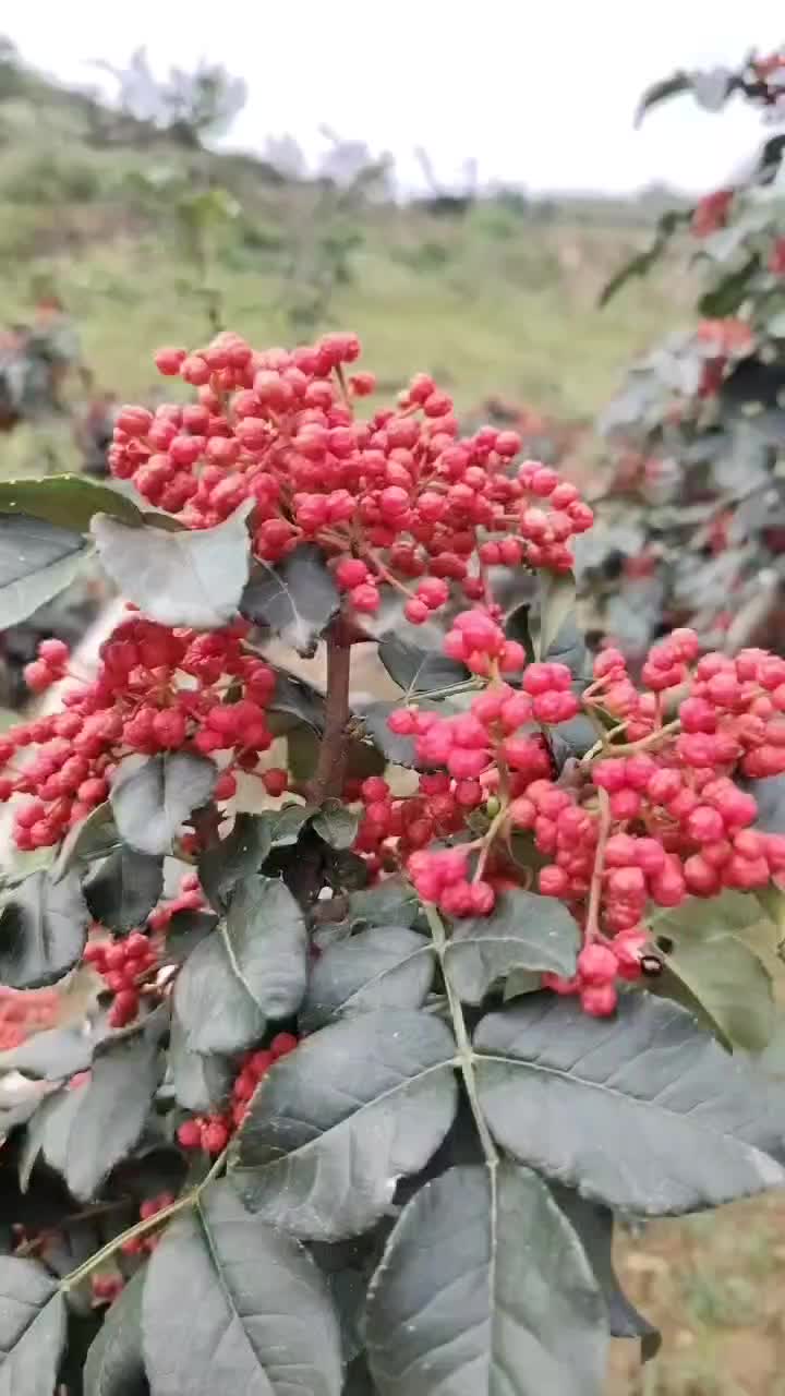 甘肃天水大红袍花椒