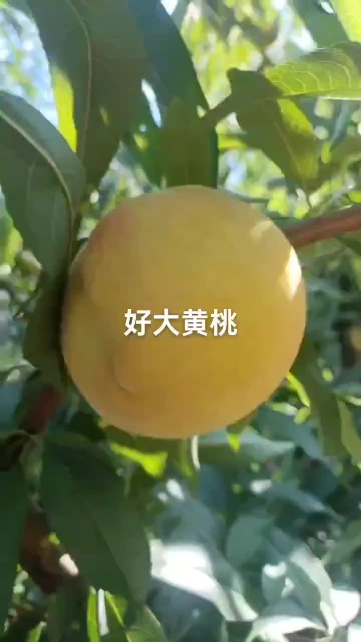 又大又漂亮光果好看又好吃