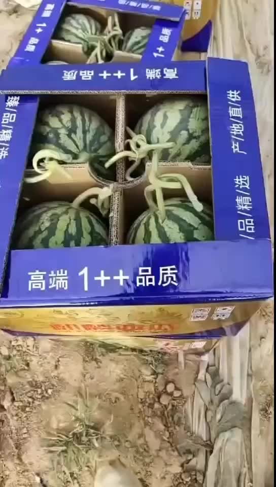 精品美都西瓜货源充足品质保证可视频看货