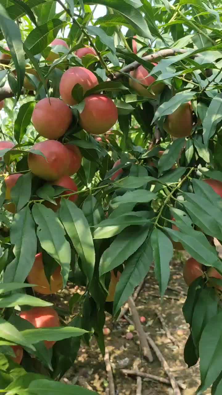 大荔珍珠枣油桃