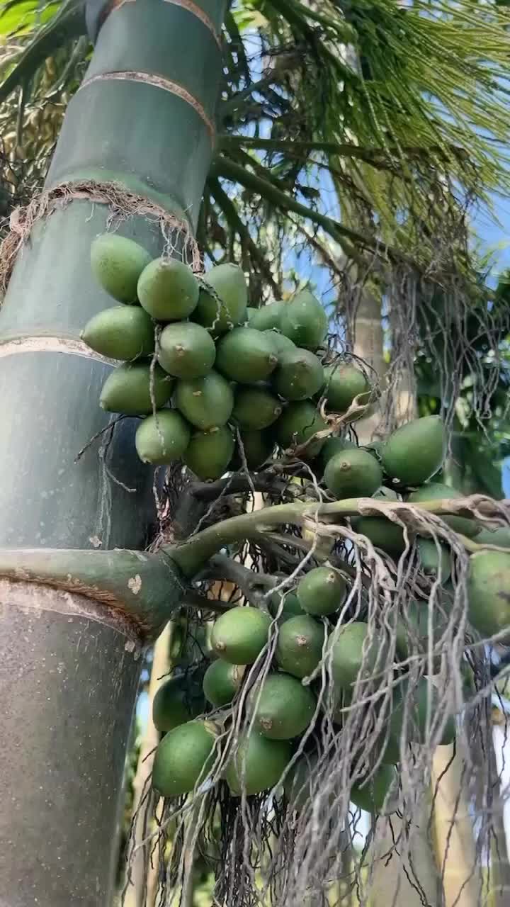 海南槟榔生果，干果，工厂果，大量出货