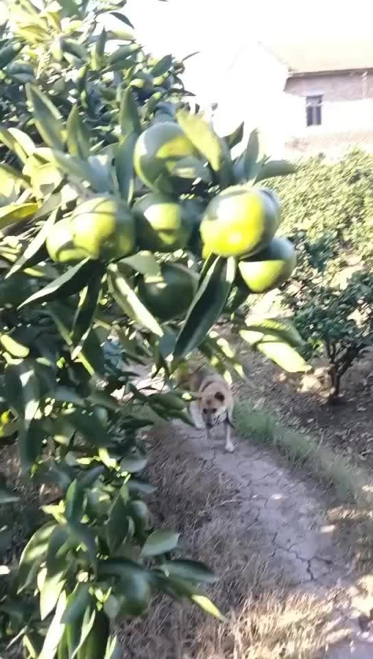 今日份，四川资阳雁江特早